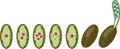 Germination stages of zygospore of Spirogyra